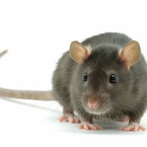 Meet your Posher, Fanta and hawa show